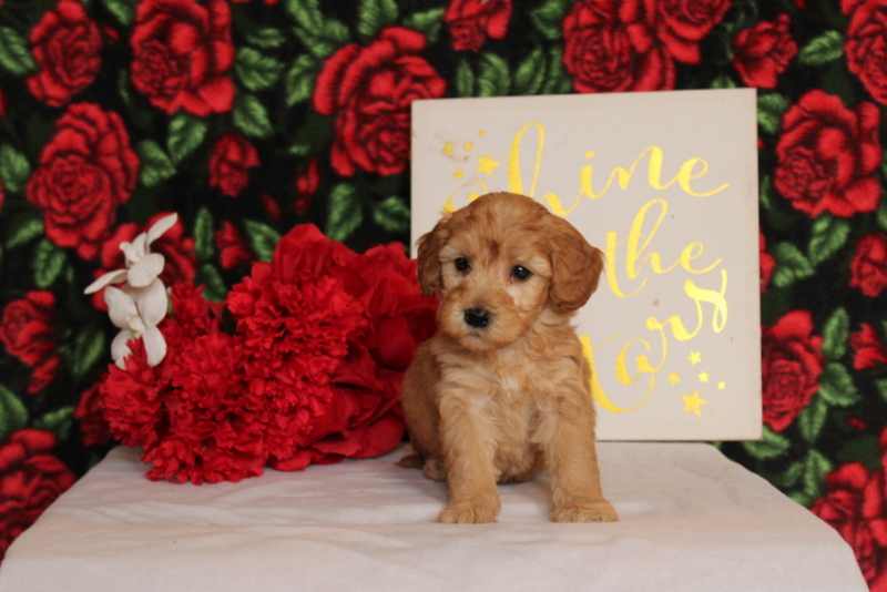 puppy, for, sale, Mini Goldendoodle F2, Matthew B. Stoltzfus, dog, breeder, Gap, PA, dog-breeder, puppy-for-sale, forsale, nearby, find, puppyfind, locator, puppylocator, aca